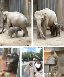 動物園🐘 | 雨降ってめちゃくちゃ寒かったけれど(3℃)楽しかった😆子像はもう220キロ🐘名前は何になるのかなぁ😚左下のマンドリルの牙に釘づけ👀さつまいもが好きみたい🍠おみくじ人生初の大吉だった🎯😆🙌(その他)