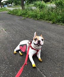 暑いと歩かなくなる🐷 | ペットグッズ