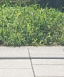 乱痴気 | サンダル