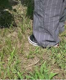 VANS | スニーカー
