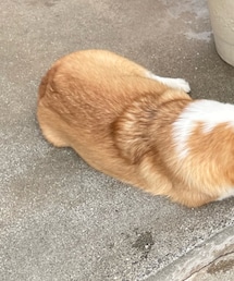 CORGI | その他