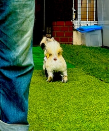 ペキニーズ　ひじき | ペットグッズ