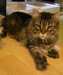 メインクーンの「その他(その他)」