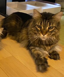 メインクーン | その他