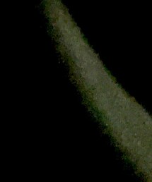 ALBY | Tシャツ/カットソー