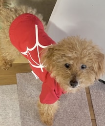 ロッキー長男16歳になりました | 福袋/福箱