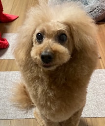 ライオンカットパンチ | 福袋/福箱