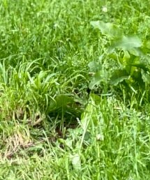 Nigel Cabourn | サンダル