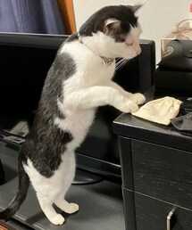 いたずらしようとするつみれ😼 | ペットグッズ
