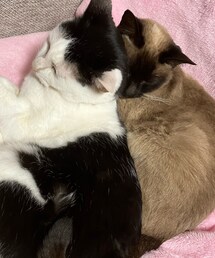 いつも寄り添って寝てます😪❤️ | ペットグッズ