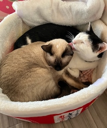 どん兵衛の猫用ベッドで😁いつも一緒に寝ています♡ | ペット用クッション/マット