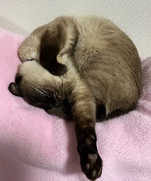 ちくわの独特な寝姿😪 | ペットグッズ