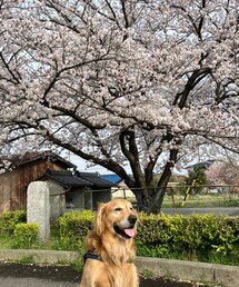 満開の桜と笑顔の🦮😄 | ペットグッズ