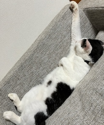 いつも占拠されているソファ | 独特な寝方のつみれ😸(ペット用クッション/マット)