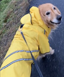 カッパを着て雨の日さんぽ☔️ | ペットウェア