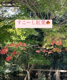 少しだけ紅葉してました🍁 | その他