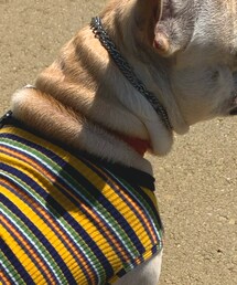 PORTER | リード/ハーネス/首輪