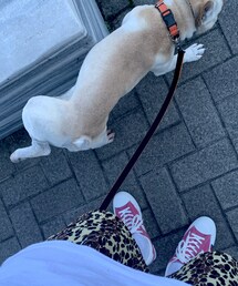inu | その他ペットグッズ