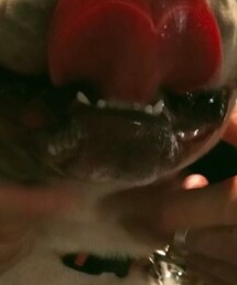 舐達麻 | その他ペットグッズ