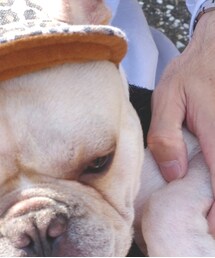 BOSS | その他ペットグッズ