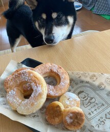 ┃ω・๑)ｼﾞｨｰ🔎✨🍩 | その他