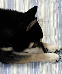 ﾈﾑﾈﾑ🐕 | その他