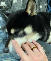 ﾈﾑﾈﾑ🐕 | その他