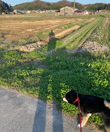 お散歩日和𓂃𓈒🐕 | その他