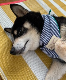 ｺﾞﾛｺﾞﾛ🐕 | その他