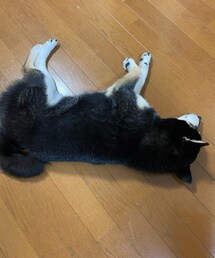 生きてます🐕💕 | その他