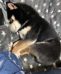 爆睡🐕 | その他
