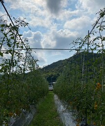 🍅畑🔆🔅 | その他