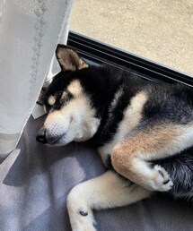 日向ぼっこ🐕 | その他