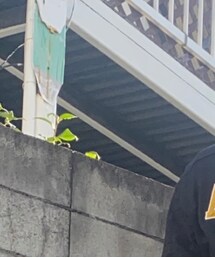 NEW ERA | キャップ