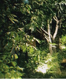 古着屋 | Tシャツ/カットソー