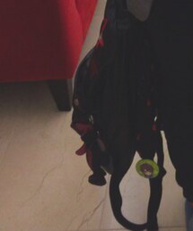 MINT NeKO | バックパック/リュック