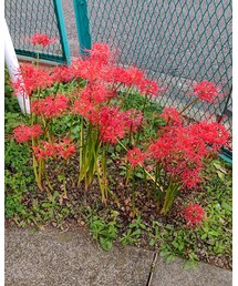 曼珠沙華きれい✨ | その他