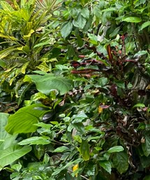 BOSS | ポロシャツ