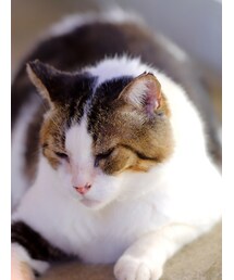 友情出演?猫様 | 甘やかしすぎて肥大。。。(その他)