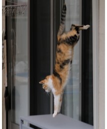 ウチのねこジャンプ | その他
