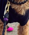 laguna clothingの「トップス(パーカー)」