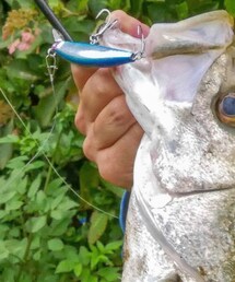 bluebluefishing | アウトドアグッズ