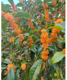 💐キンモクセイ💐 | その他