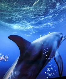 プラネタリウムのイルカ | 音楽/本・雑誌