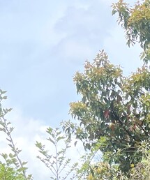 ワンウェイセカンド | キャップ