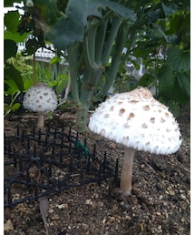 📷庭のキノコ🍄 | その他