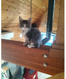 🐈‍⬛お家がキャットタワーな銀ちゃん🐾 | ペットグッズ