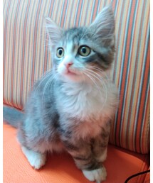 🐈はじめして🐾銀です | ノルウェージャンフォレストキャット(ペットグッズ)