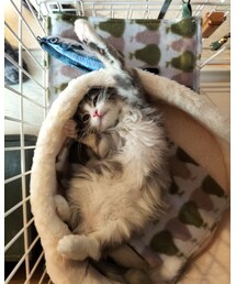🐈‍⬛へそ天銀ちゃん🐾 | もう、ぜんぜん魚怖くないですよ。余裕っすよ。となりで、めっちゃくつろいでやるですよ。(ペットグッズ)
