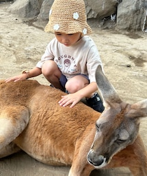 動物園で触れ合い | ワラビー。(その他)